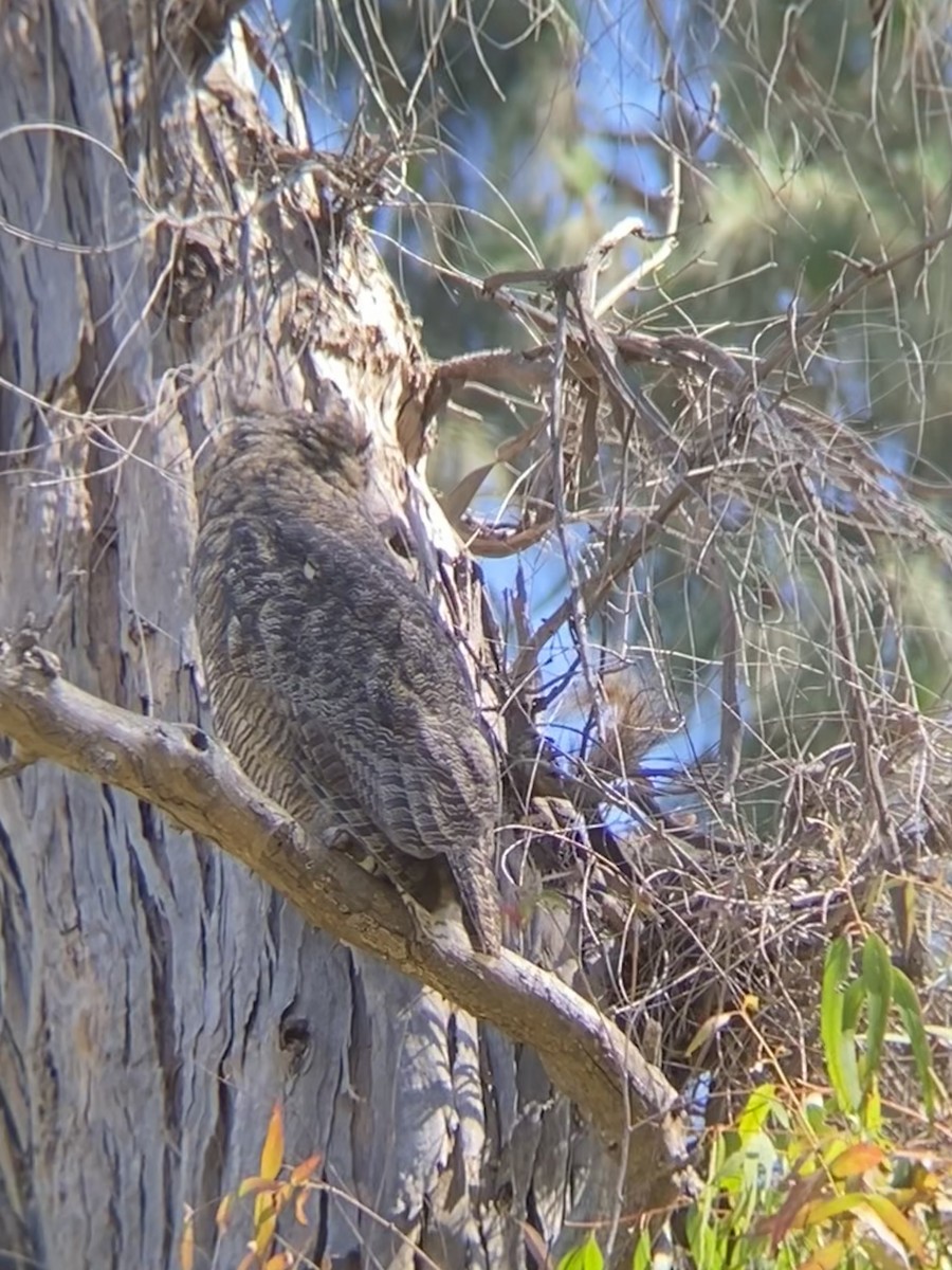 Great Horned Owl - ML639847609