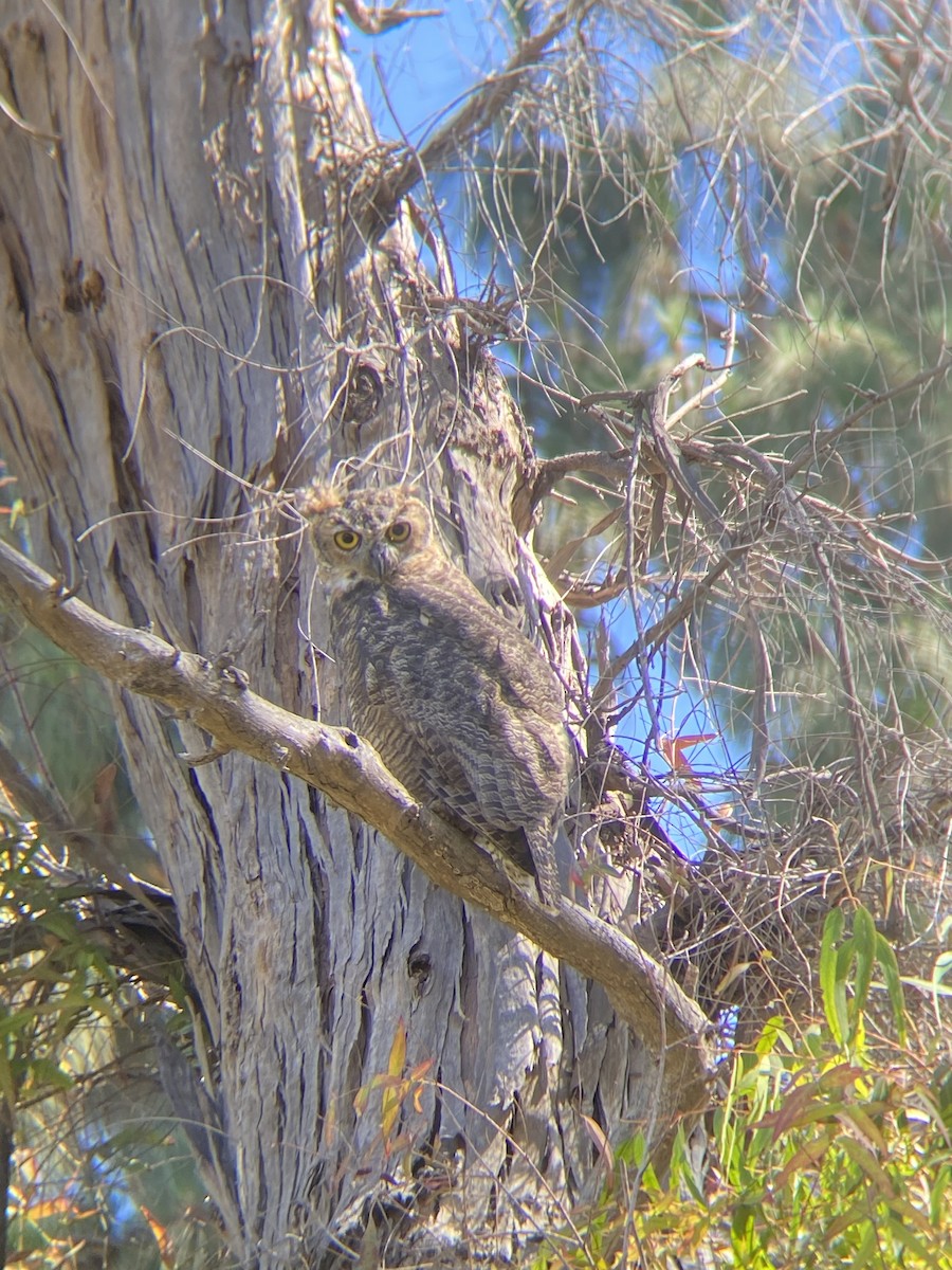 Great Horned Owl - ML639847611