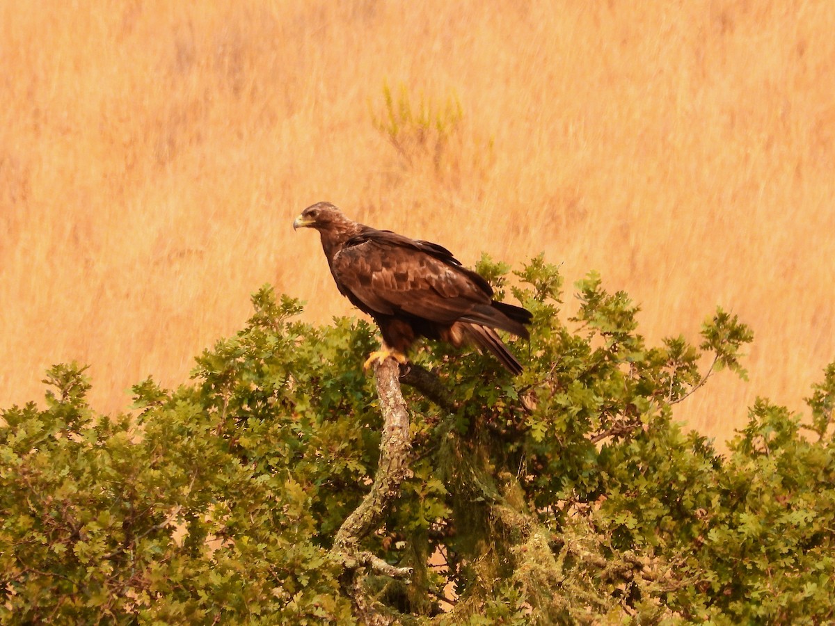 kongeørn - ML639847625