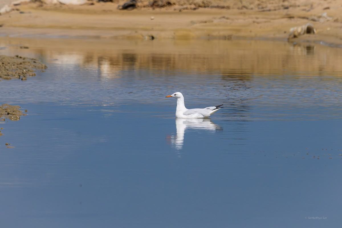 Slender-billed Gull - ML639847666