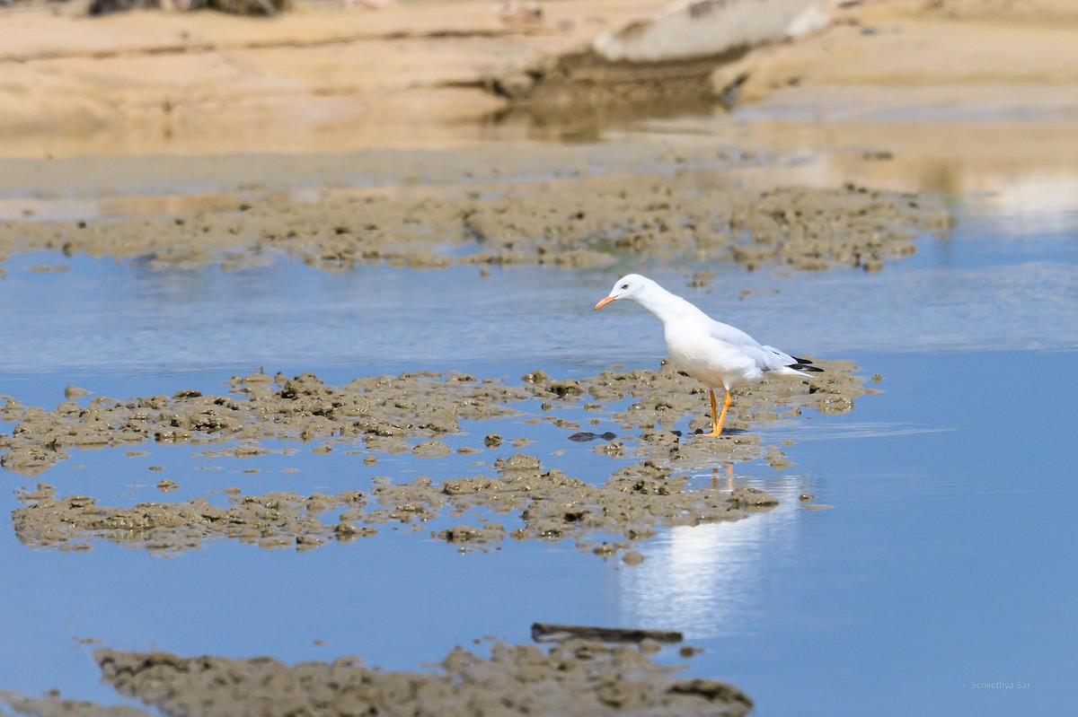 Slender-billed Gull - ML639847667