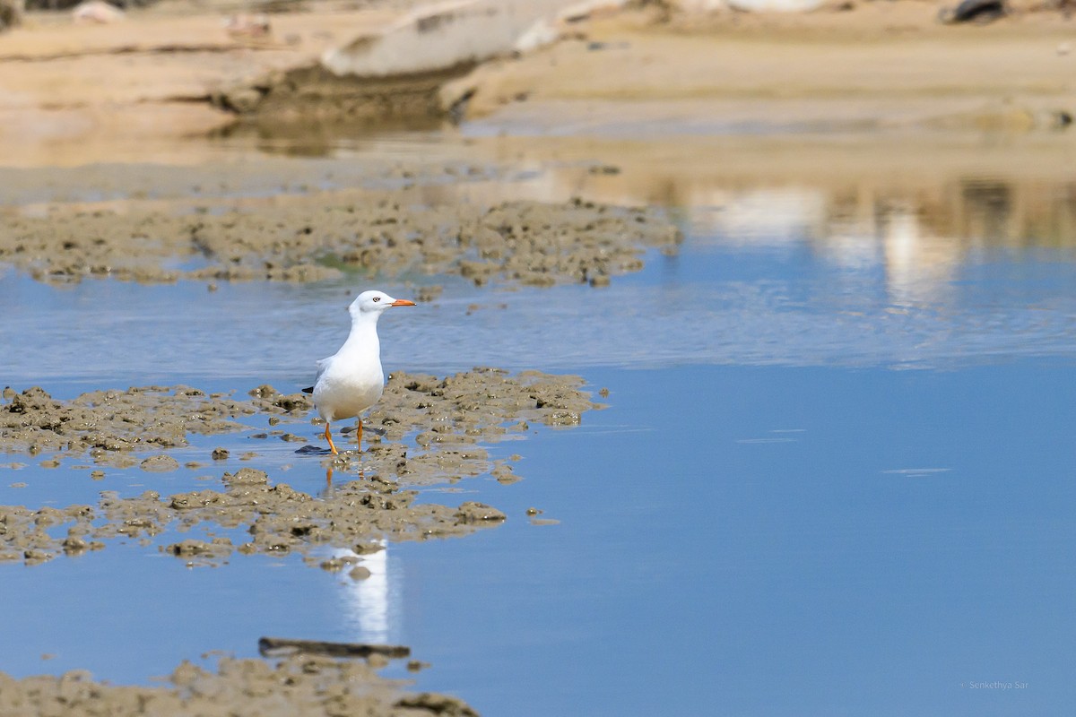 Slender-billed Gull - ML639847668