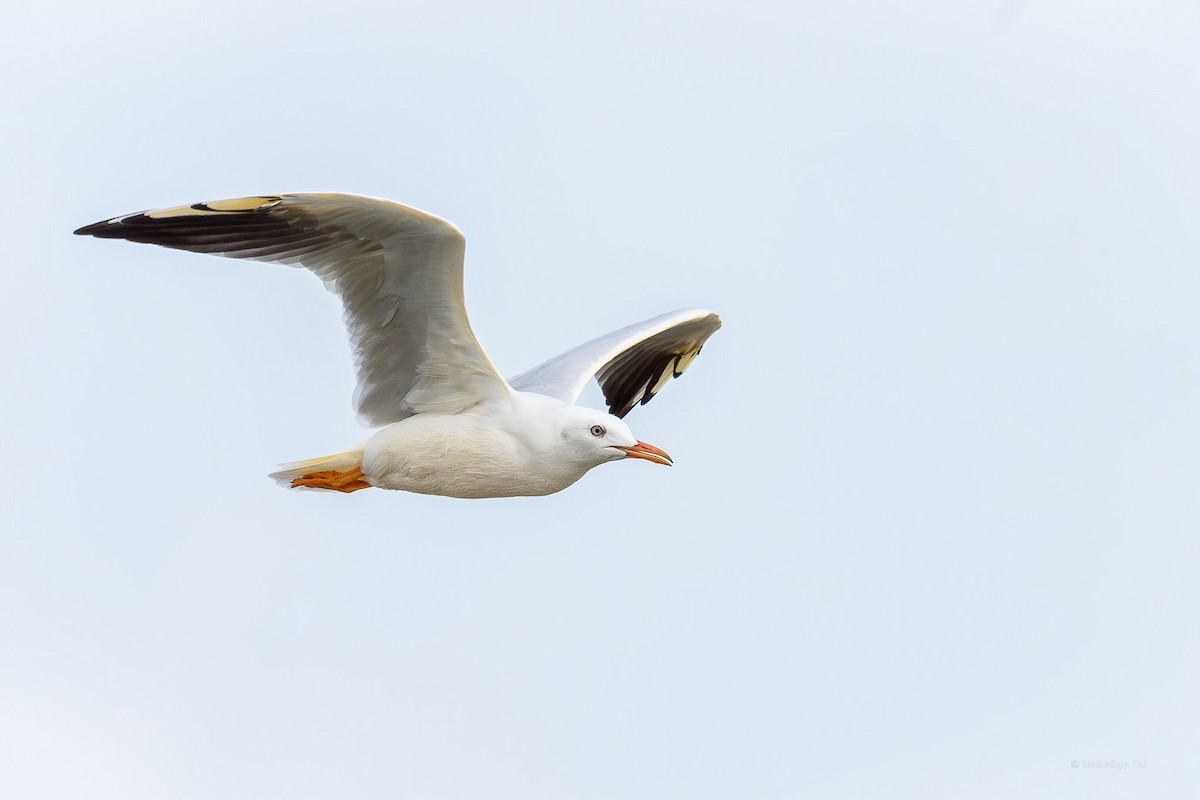Slender-billed Gull - ML639847669