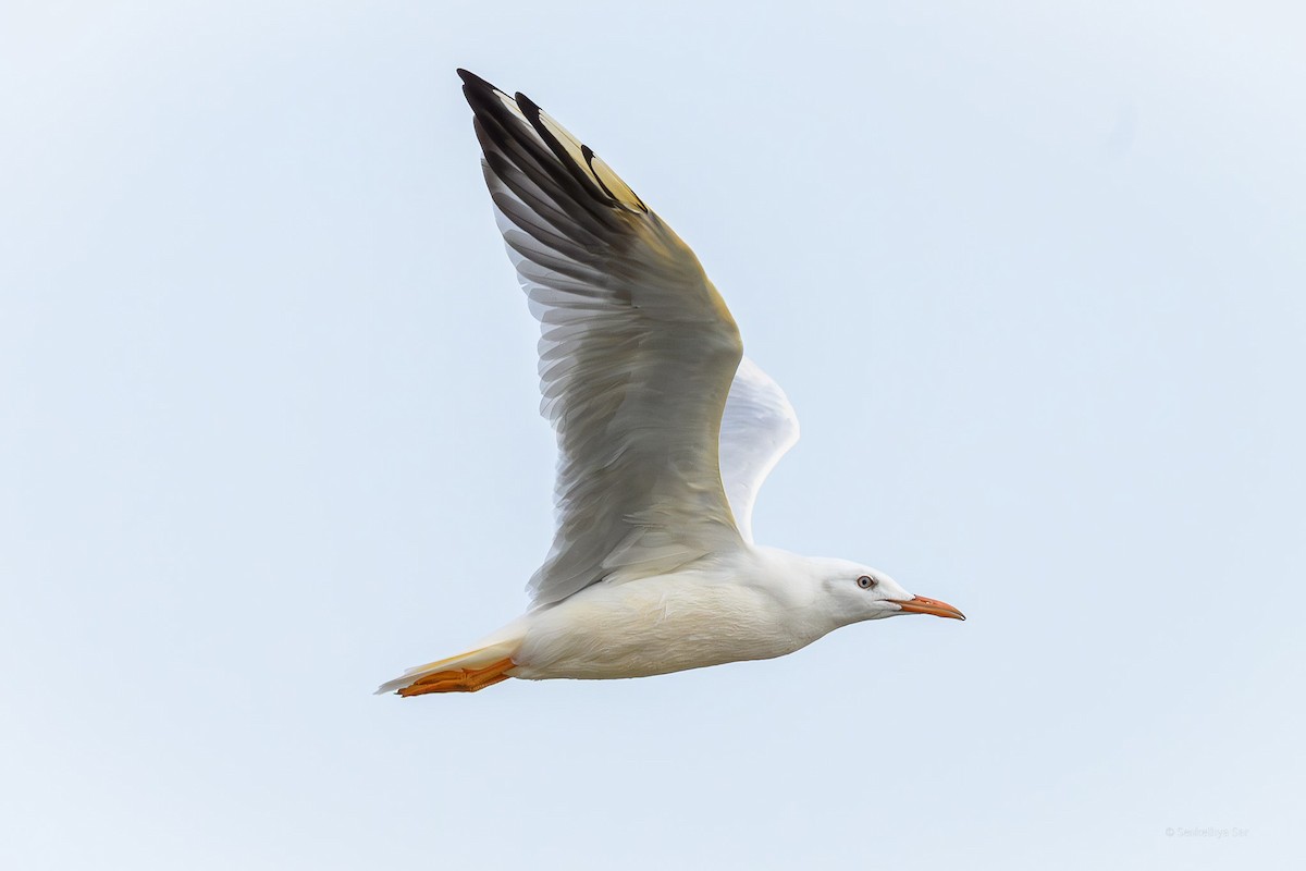 Slender-billed Gull - ML639847670