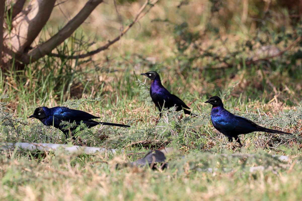 Rüppell's Starling - ML639847703