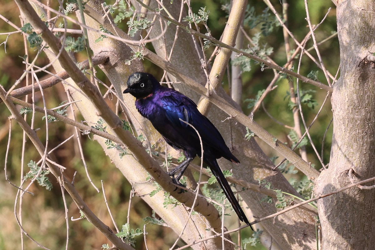 Rüppell's Starling - ML639847707