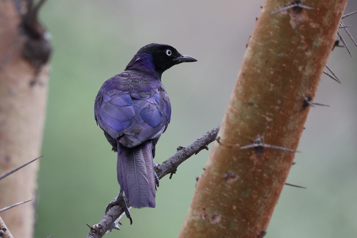 Rüppell's Starling - ML639847708