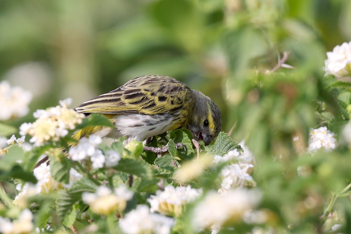 White-bellied Canary - ML639847709