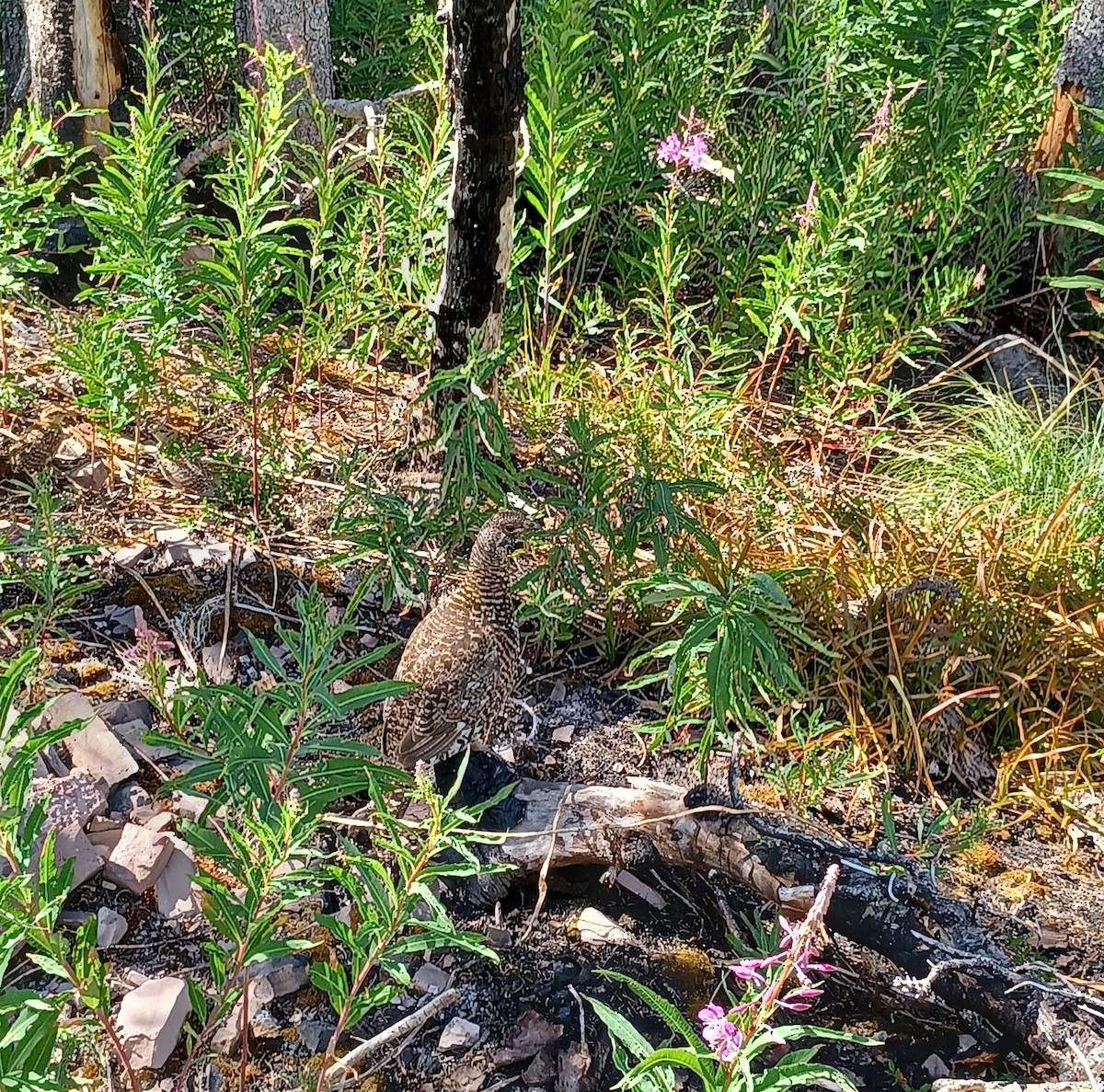 Spruce Grouse - ML639847711
