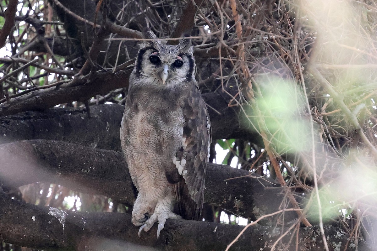 Verreaux's Eagle-Owl - ML639847718
