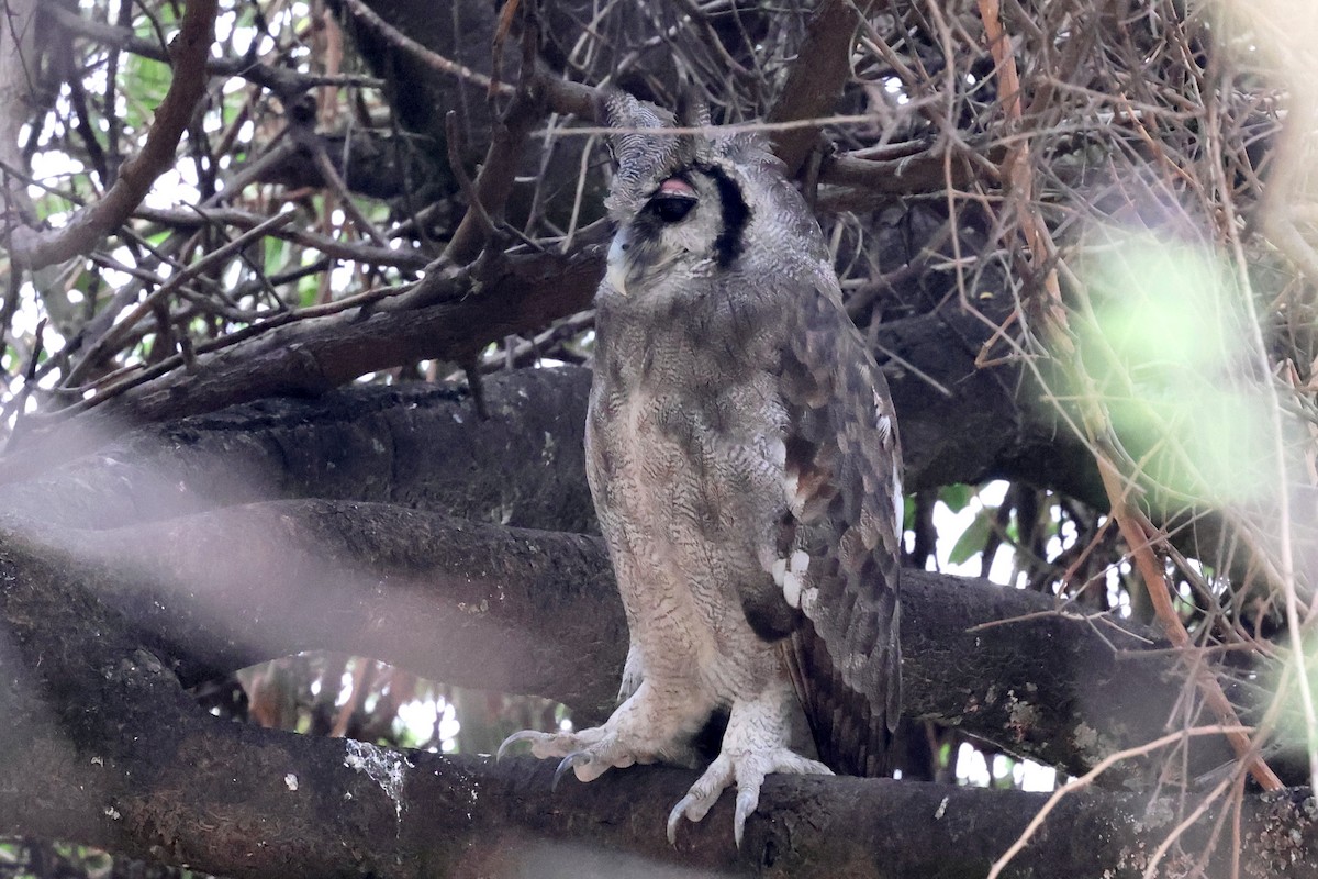 Verreaux's Eagle-Owl - ML639847720