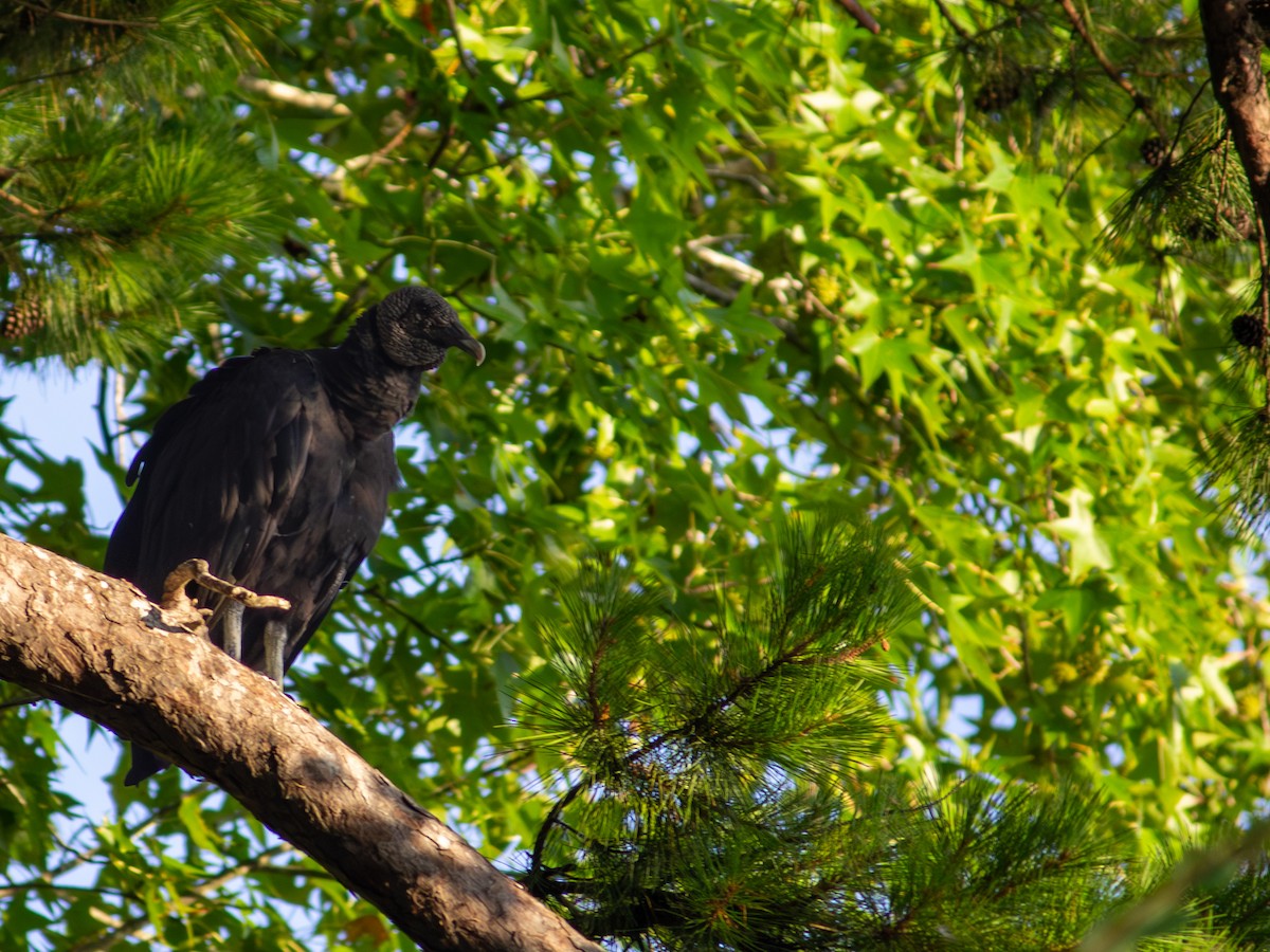 Black Vulture - ML639847745