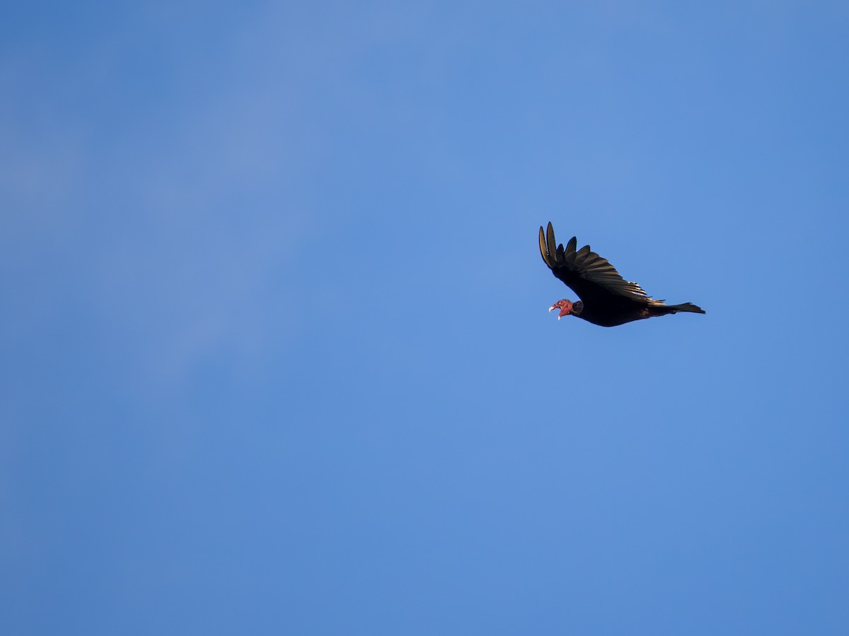 Turkey Vulture - ML639847793