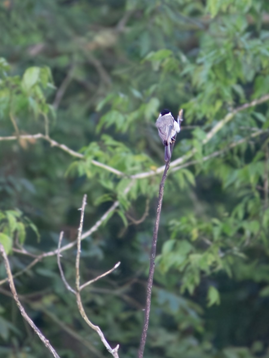 Carolina Chickadee - ML639847798