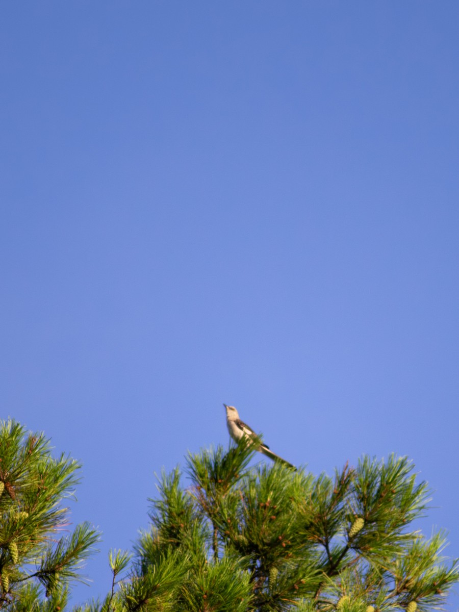 sangspottefugl - ML639847802
