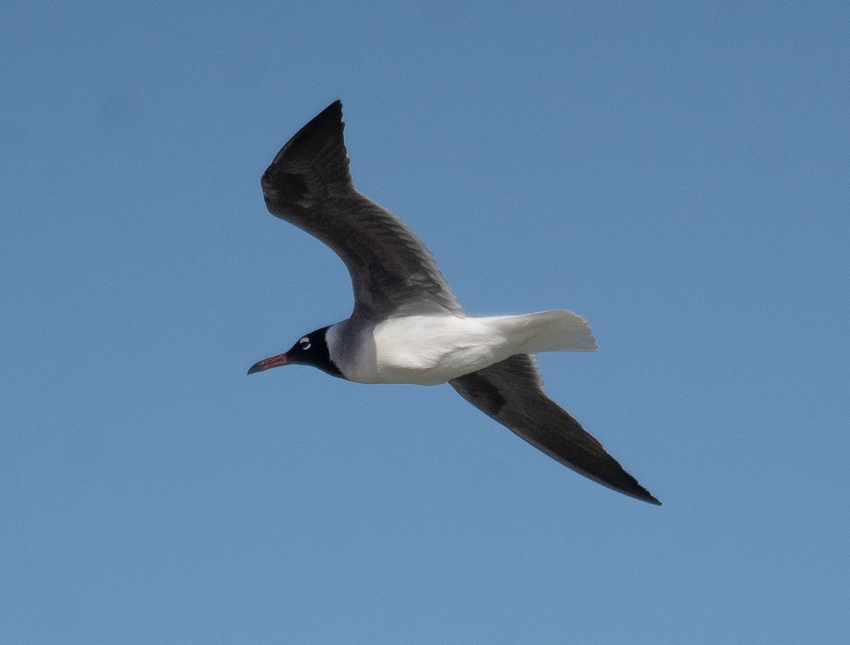 rødehavsmåke - ML639847810