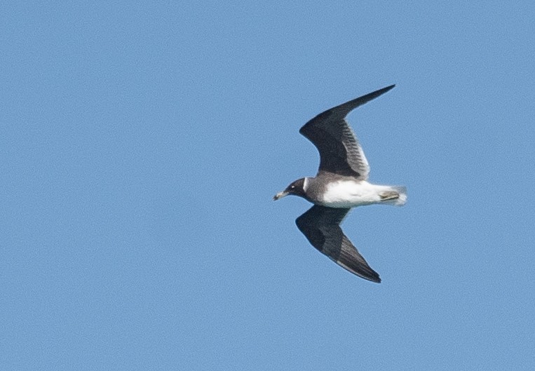 Sooty Gull - ML639847831