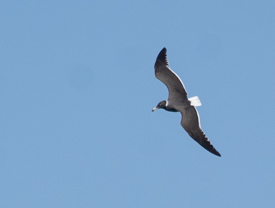 Sooty Gull - ML639847833