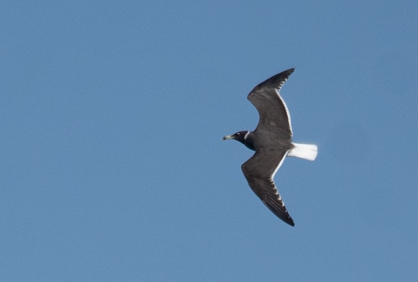 Sooty Gull - ML639847834