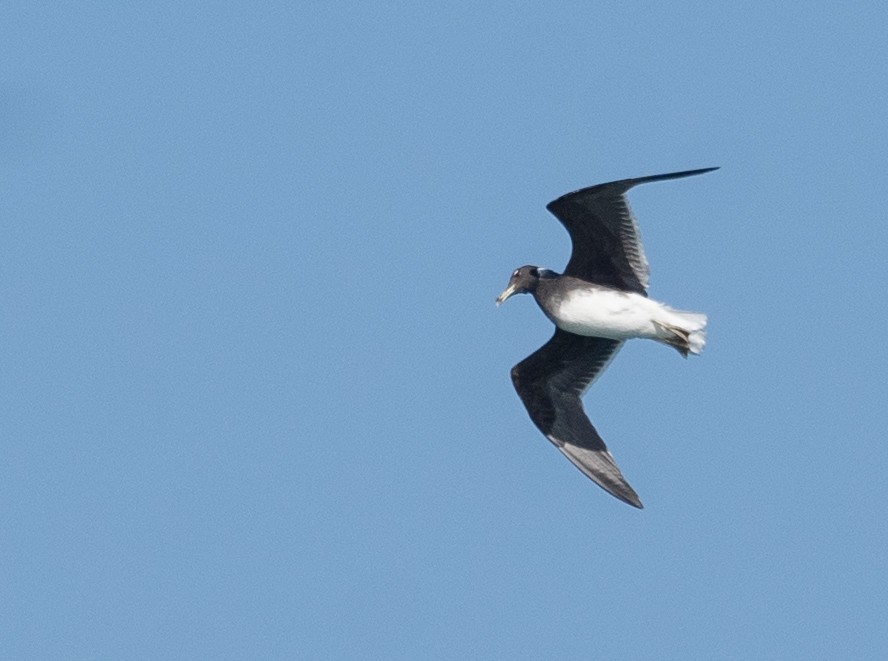 Sooty Gull - ML639847839