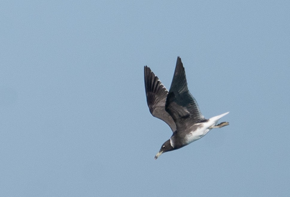 Sooty Gull - ML639847840