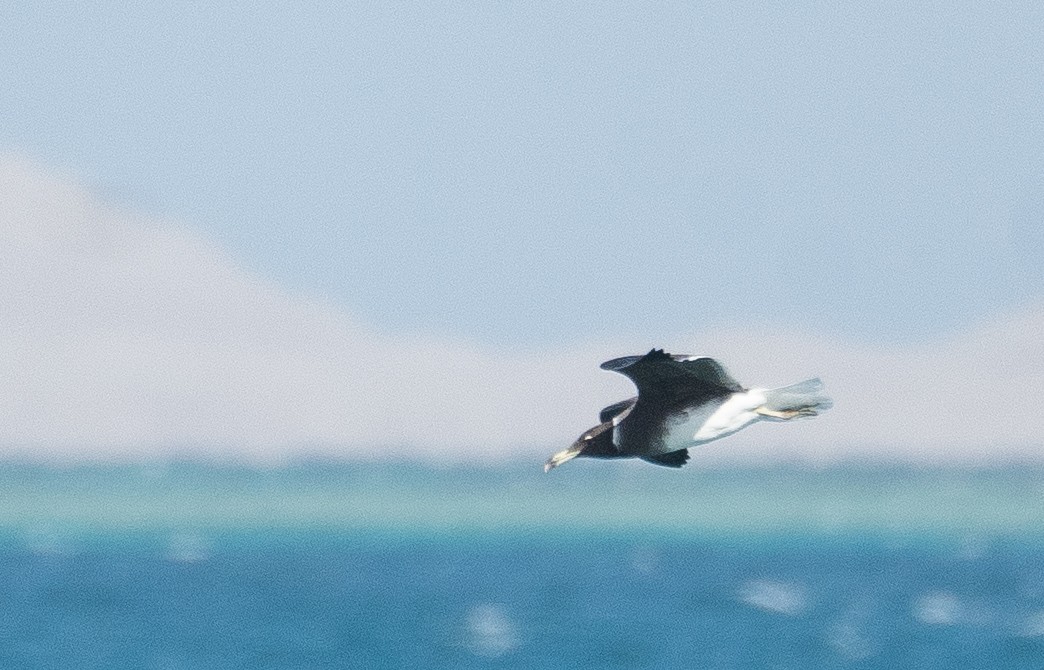 Sooty Gull - ML639847841