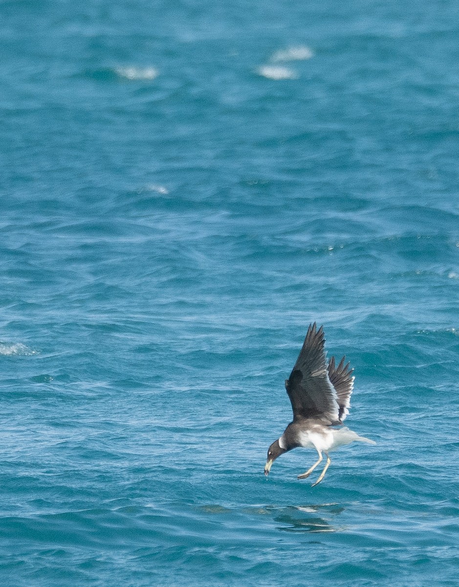 Sooty Gull - ML639847842