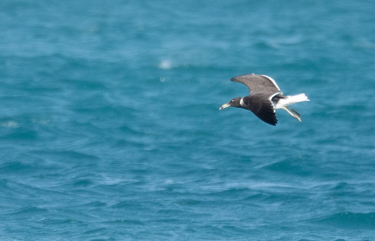 Sooty Gull - ML639847843