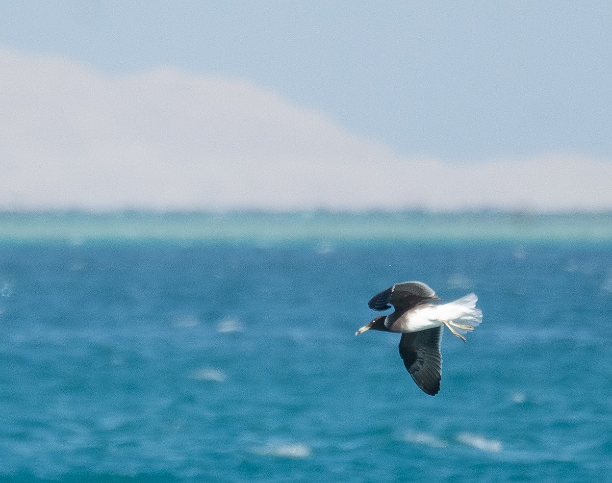 Sooty Gull - ML639847844
