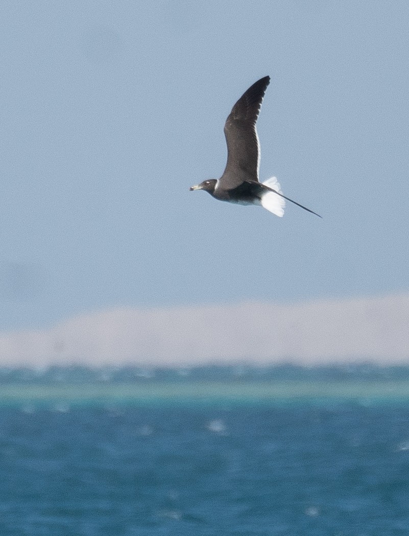 Sooty Gull - ML639847846