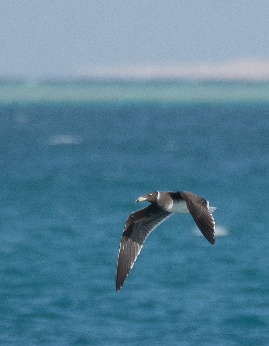 Sooty Gull - ML639847847