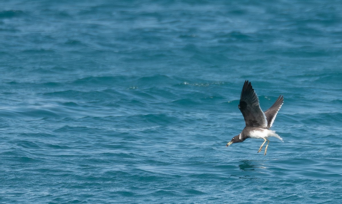 Sooty Gull - ML639847848