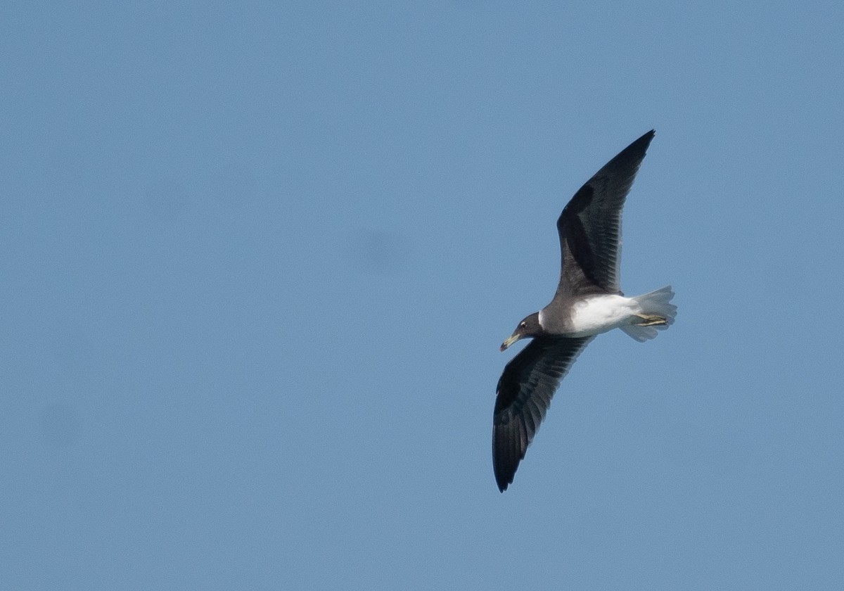 Sooty Gull - ML639847850