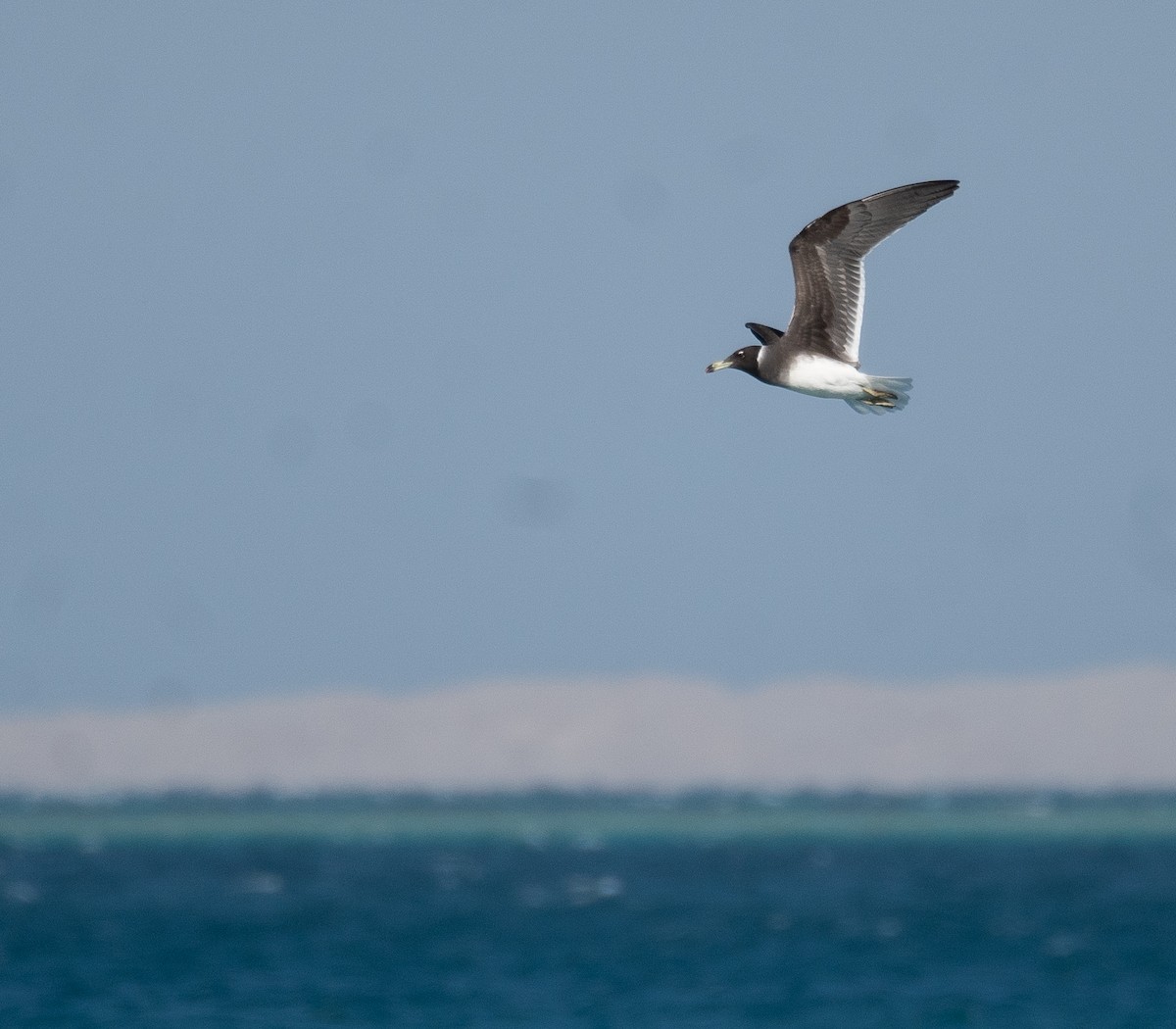 Sooty Gull - ML639847851