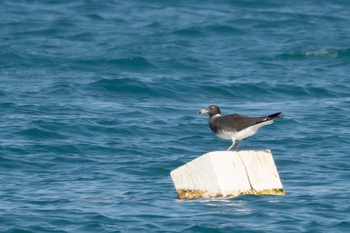 Sooty Gull - ML639847860