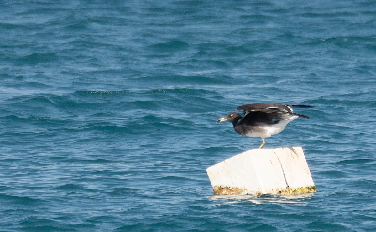 Sooty Gull - ML639847861