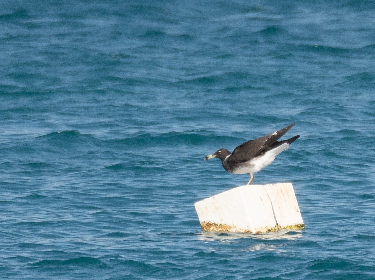 Sooty Gull - ML639847862