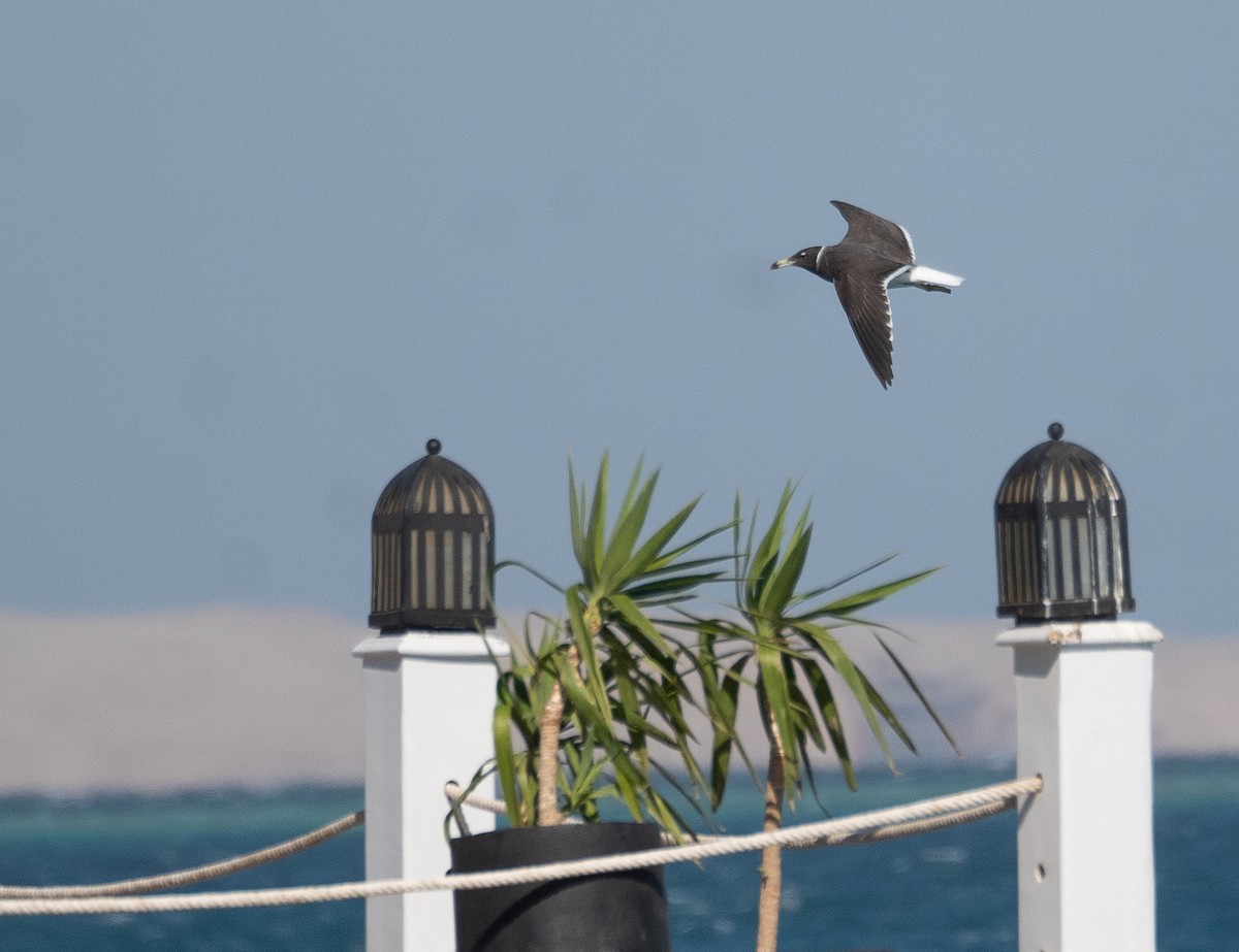 Sooty Gull - ML639847868