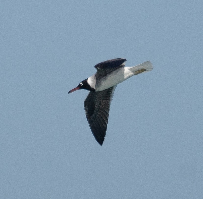 rødehavsmåke - ML639847869