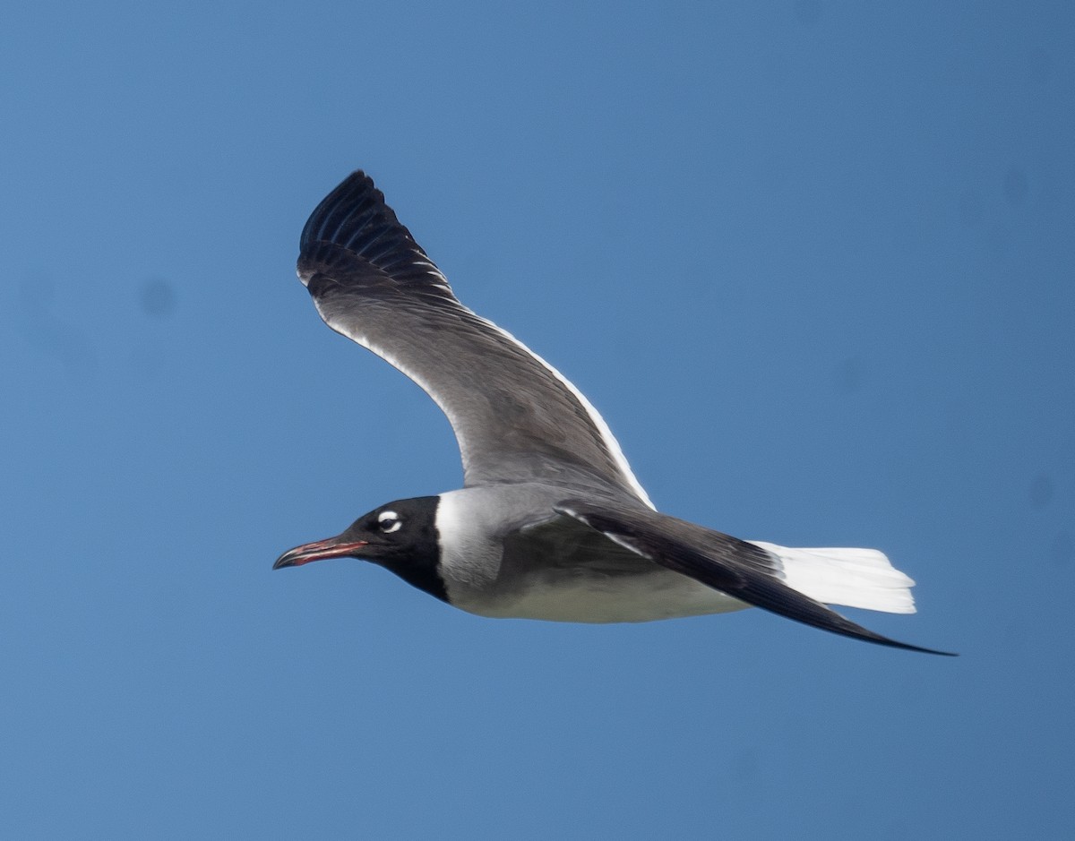 rødehavsmåke - ML639847883