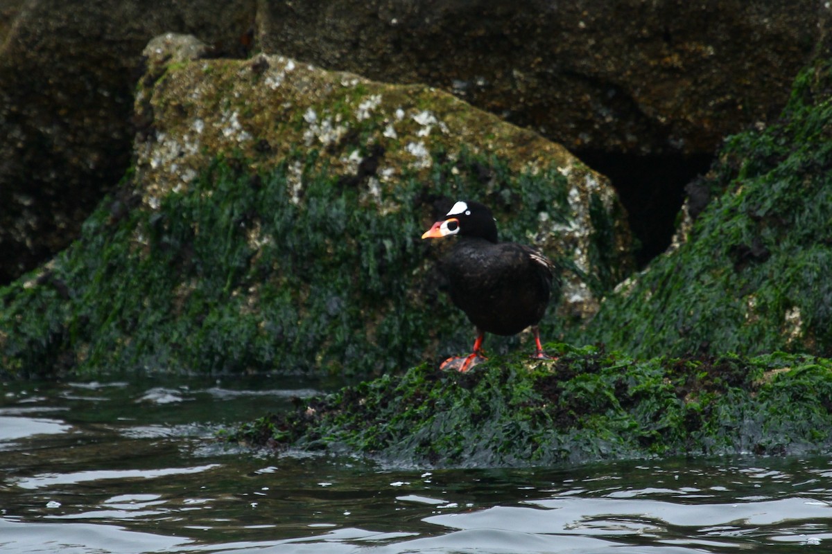 Surf Scoter - ML639847983