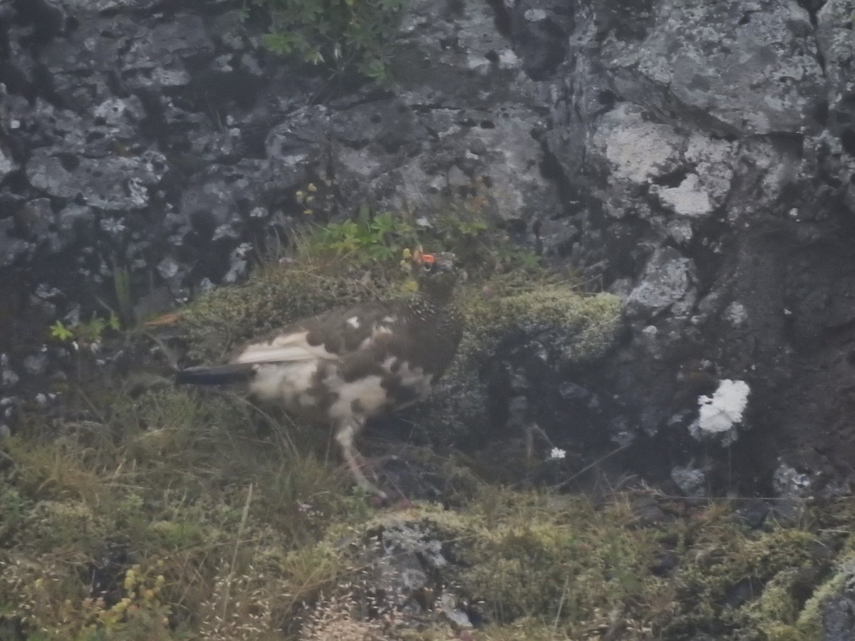 Цэвдгийн ахууна - ML639848048