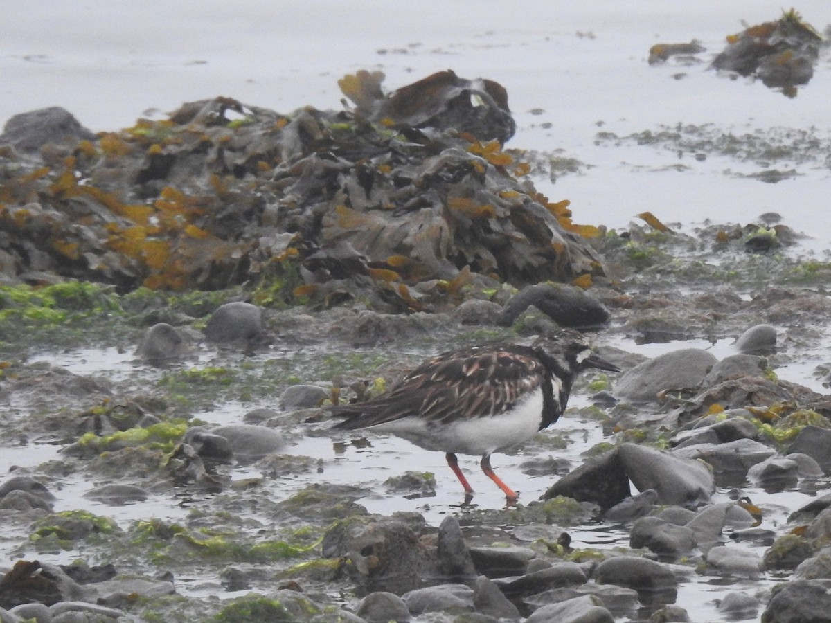 Алаг хайргач - ML639848071