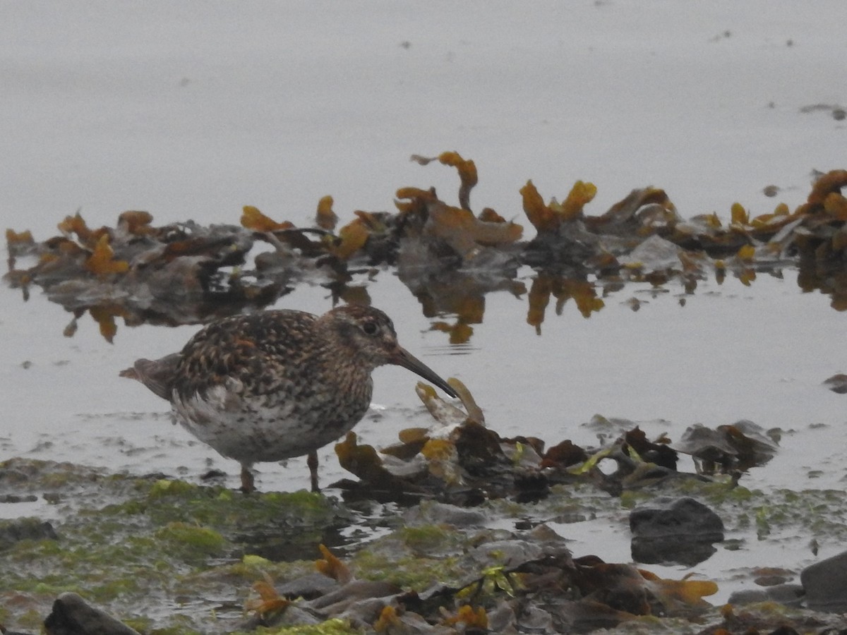 Purple Sandpiper - ML639848085