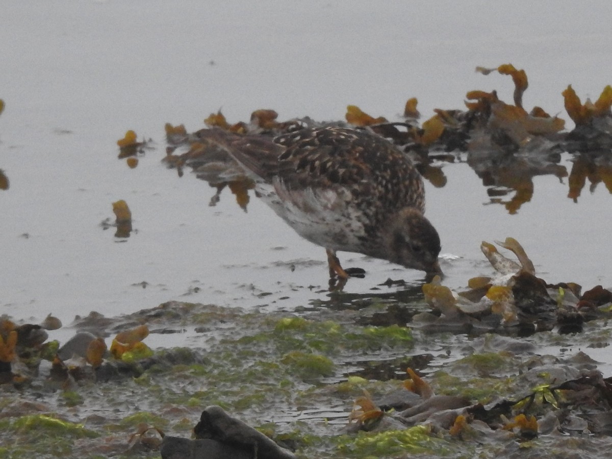 Purple Sandpiper - ML639848086