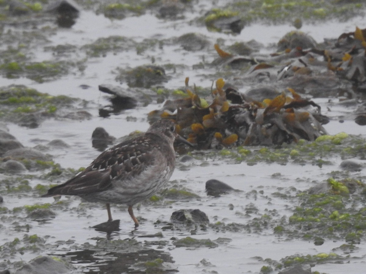 Purple Sandpiper - ML639848088