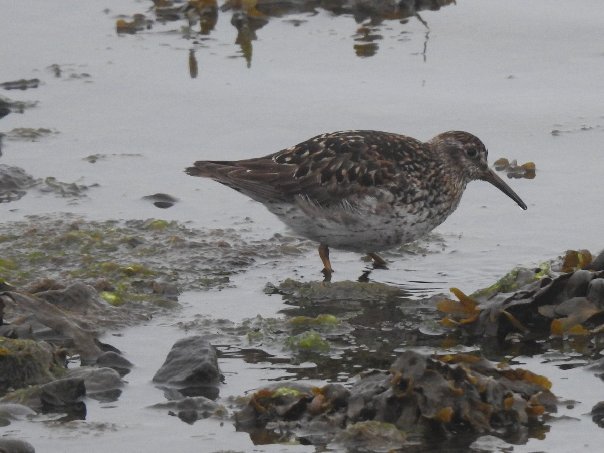 Purple Sandpiper - ML639848089