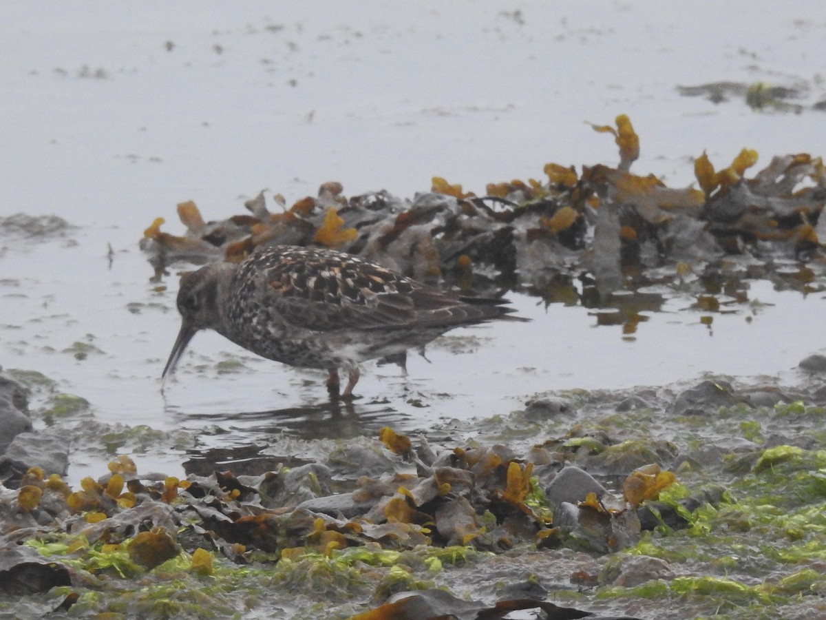 Purple Sandpiper - ML639848090