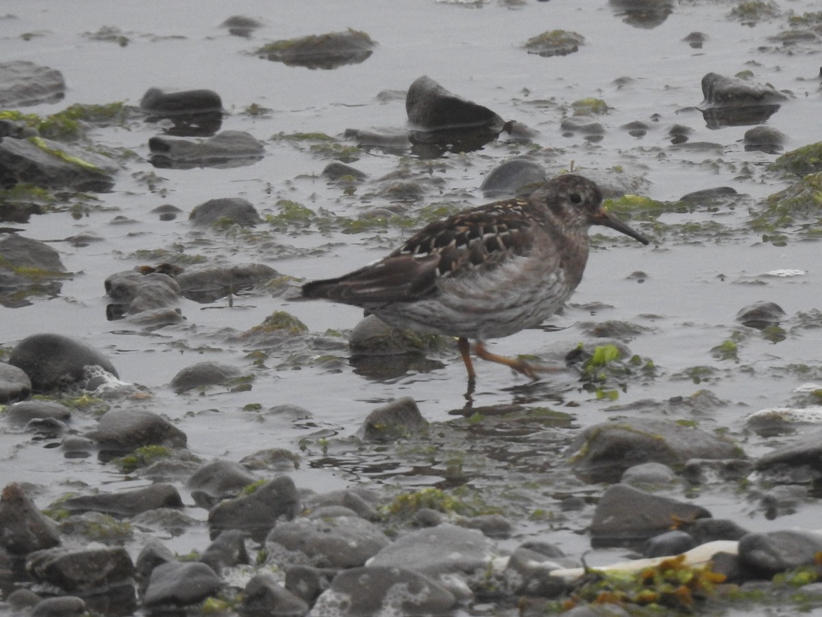 Purple Sandpiper - ML639848091