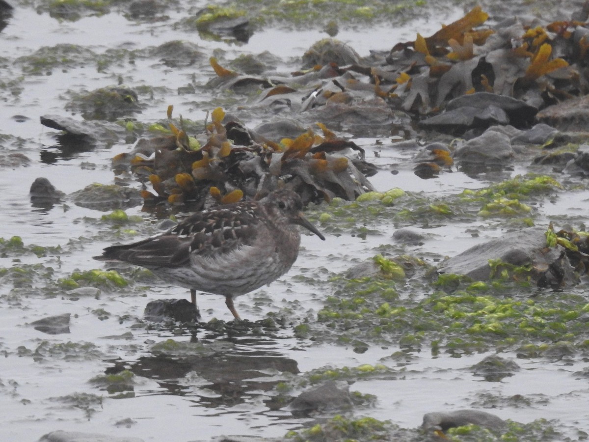 Purple Sandpiper - ML639848092